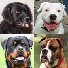 Dogs Quiz - Guess All Breeds!