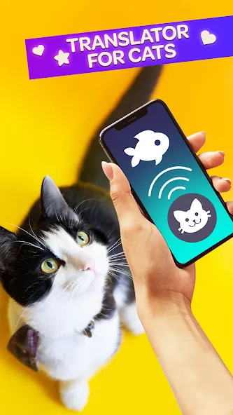 Скачать взломанную Cat Translator Pet Talk Meow  [МОД Все открыто] — стабильная версия apk на Андроид screen 1